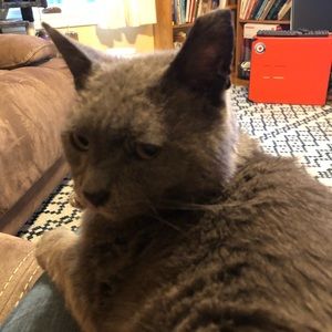 Meet your Posher, Mira